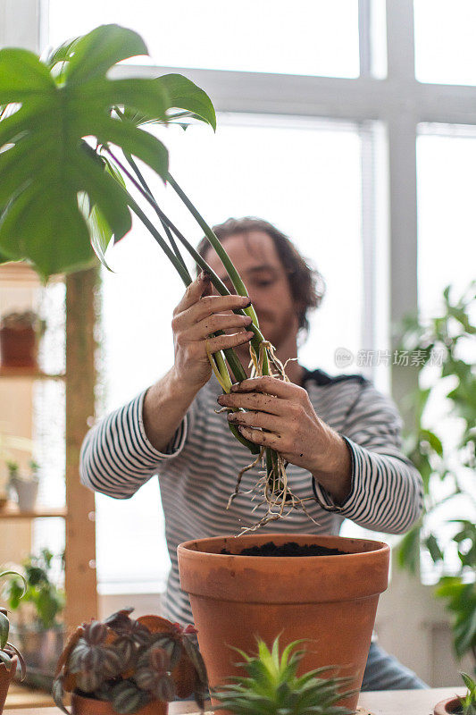 室内园艺，年轻的红发男子盆栽一种外来植物，Monstera Deliciosa